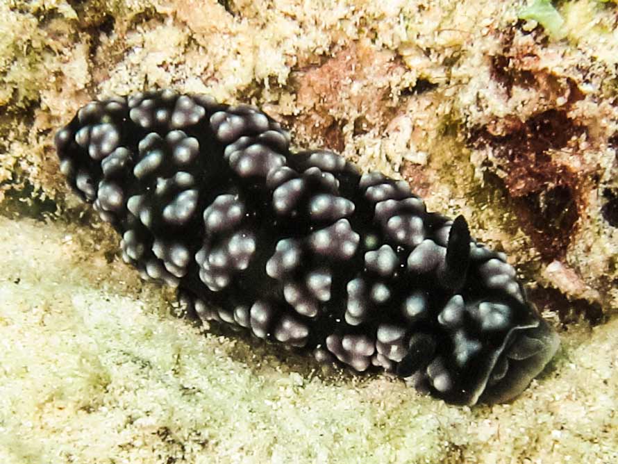 Phyllidiella pustulosa